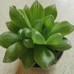 Haworthia cooperi Blatt