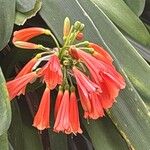 Clivia × cyrtanthiflora Flor