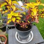 Coleus decurrens Folha