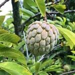 Annona squamosa 果實