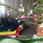 Agalinis tenuifolia फूल