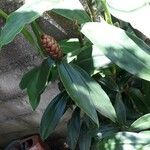 Costus guanaiensis Feuille