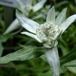 Leontopodium jacotianum Flower