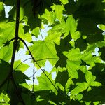 Acer pictum Leaf