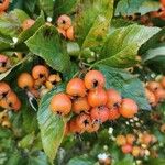 Crataegus crus-galli Vaisius