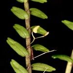 Dendrobium pectinatum Blüte