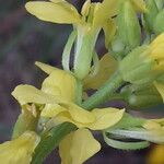 Sinapis pubescens Flower