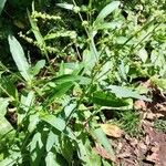 Rumex nepalensis Habitus