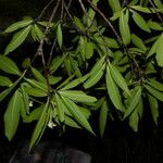 Alibertia edulis Habit
