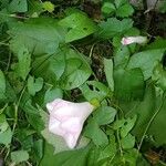 Calystegia sepiumЦветок