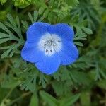 Nemophila menziesii Květ