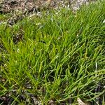 Plantago crassifolia Hoja