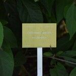 Callicarpa japonica Alia
