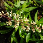 Heuchera villosa Kukka