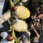 Salix caprea Flower