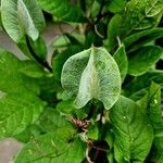 Cobaea scandens Blüte