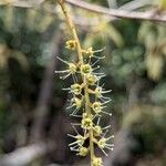 Terminalia lucida Flor
