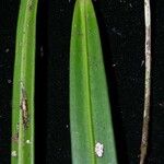 Anthurium friedrichsthalii Fruto