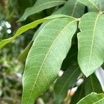 Dimocarpus longan Leaf