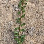 Ludwigia peploides Likasa