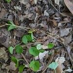 Dichondra carolinensis Blüte