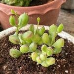 Cotyledon pendens Hoja