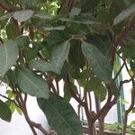 Dimocarpus longan برگ