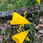 Narcissus bulbocodium പുഷ്പം