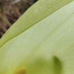 Arum cylindraceum Blomma
