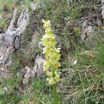 Orchis pallens Kvet