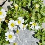 Cerastium latifolium 花