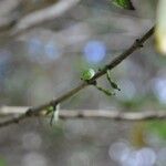 Geniostoma borbonicum Плод