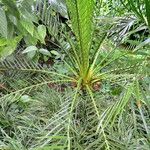 Macrozamia moorei Blatt