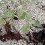 Atriplex laciniata Leaf