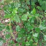 Itea ilicifolia Ліст