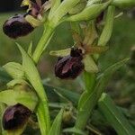 Ophrys passionis Ostatní