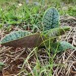 Ledebouria kirkii Leaf