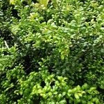 Ilex crenata অভ্যাস