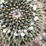 Mammillaria magnimamma 花