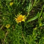 Limbarda crithmoidesFlower