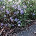 Symphyotrichum oblongifolium पत्ता