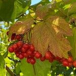 Viburnum opulus Vaisius