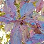 Cornus sanguinea Blatt