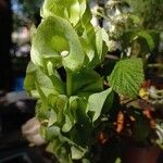 Moluccella laevis Квітка