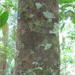 Chrysophyllum pomiferum Corteza