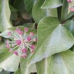 Hedera colchicaFruit