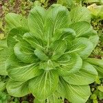 Brassica oleracea Φύλλο