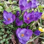 Crocus vernus Floare