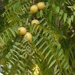 Juglans californica Фрукт