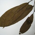 Anaxagorea acuminata Leaf